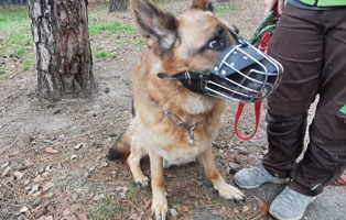 schaeferhund-aaron-verwahrlost-betreuer Befreiung aus Kellerverlies
