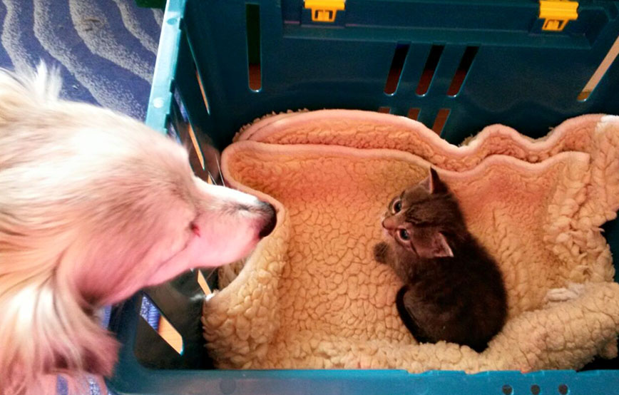beitragsbild_010 Glücklich vermittelt - Tierschutzliga Dorf Neuhausen
