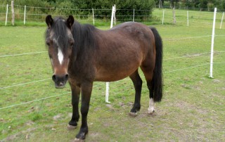 Pferd Betty auf wiese trauriges