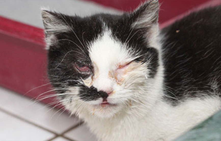 projekt-beitragsbild-katzenstation-bauen-neu Laufende Tierschutz-Projekte