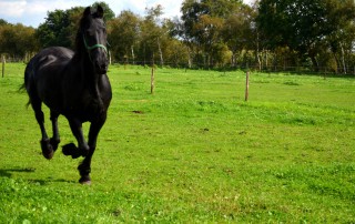 schwarzes pferd Lissy galoppiert auf der wiese trauriges
