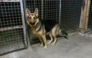 Hund sitzt auf betonboden vor gitter