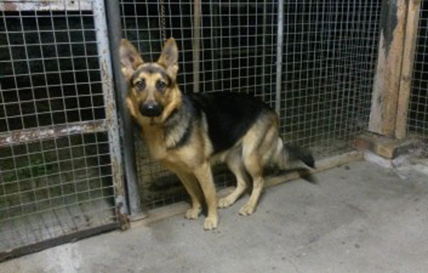 Hund-sitzt-auf-betonboden-vor-gitter Glücklich vermittelt - Tierschutzliga Dorf Neuhausen