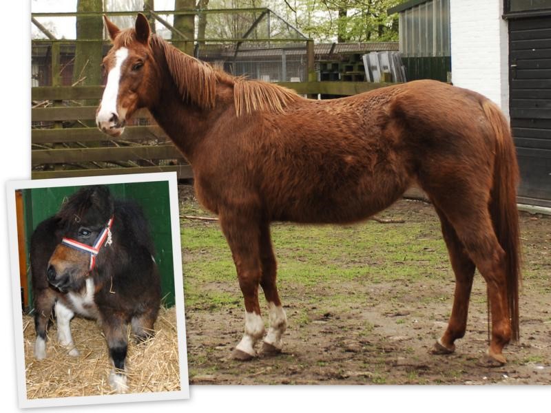 Pferde-und-Ponys Glücklich vermittelt - Tierschutzliga Dorf Neuhausen