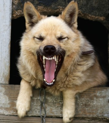 agressive-dog Tollwut - Gefahr - Keine Tiere aus Urlaubsländern einschmuggeln!