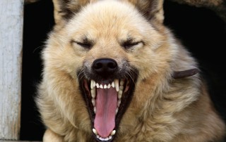 beitragsbild hund tollwut
