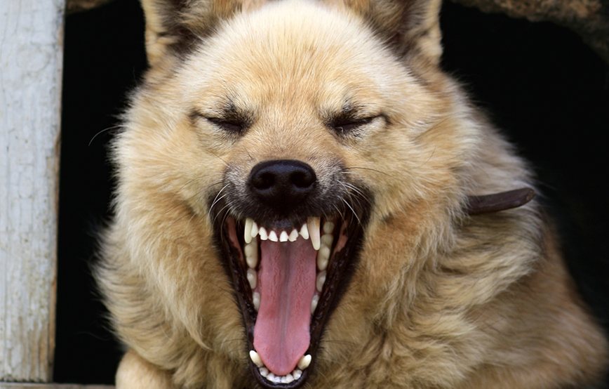 beitragsbildagressivdog Glücklich vermittelt - Tierschutzliga Dorf Neuhausen