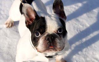 Französische bulldogge grizu steht im schnee