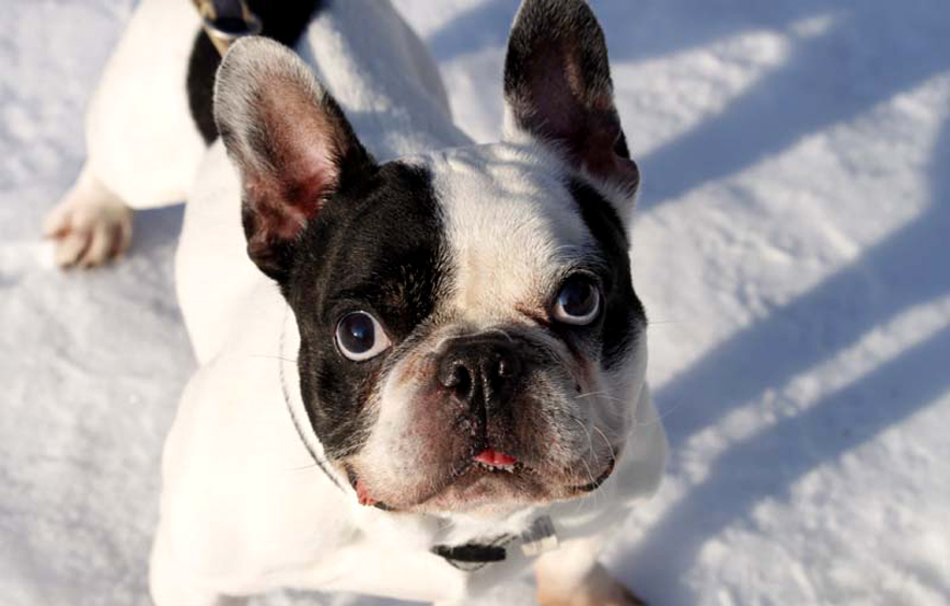 Französische bulldogge grizu steht im schnee