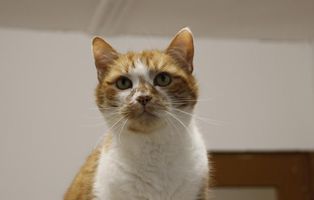 flash_notfall TIERSCHUTZLIGA-Dorf