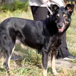 hund-benno-notfall-tierschutzliga-dorf-seitenansicht-150x150 Schäferhundmix Benno