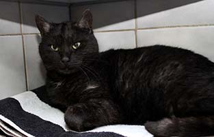 notfall-kater Tierschutzliga-Dorf