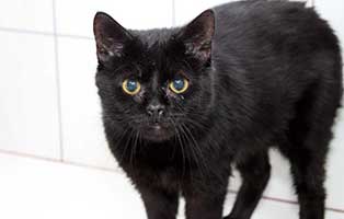 notfellchen-opa-guenther-kater-neu Tierschutzliga-Dorf