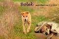 00111_Bolek_4