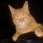 00395_Garfield_3