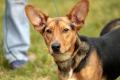 02376_Gizmo_1