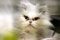 02395_Snowflake_1