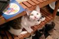 02407_Tinka_1
