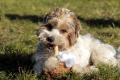 02408_Teddy_1