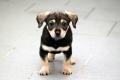 02427_Ferdinant_1