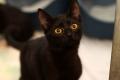 02438_Cherry_1