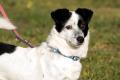 02455_Idefix_1