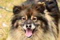 02457_Elvis_1