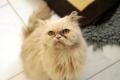 02461_Shiva_1
