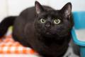 02464_Balu_1