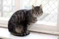 02482_Tommys_1