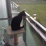 Kater_Bärchen4