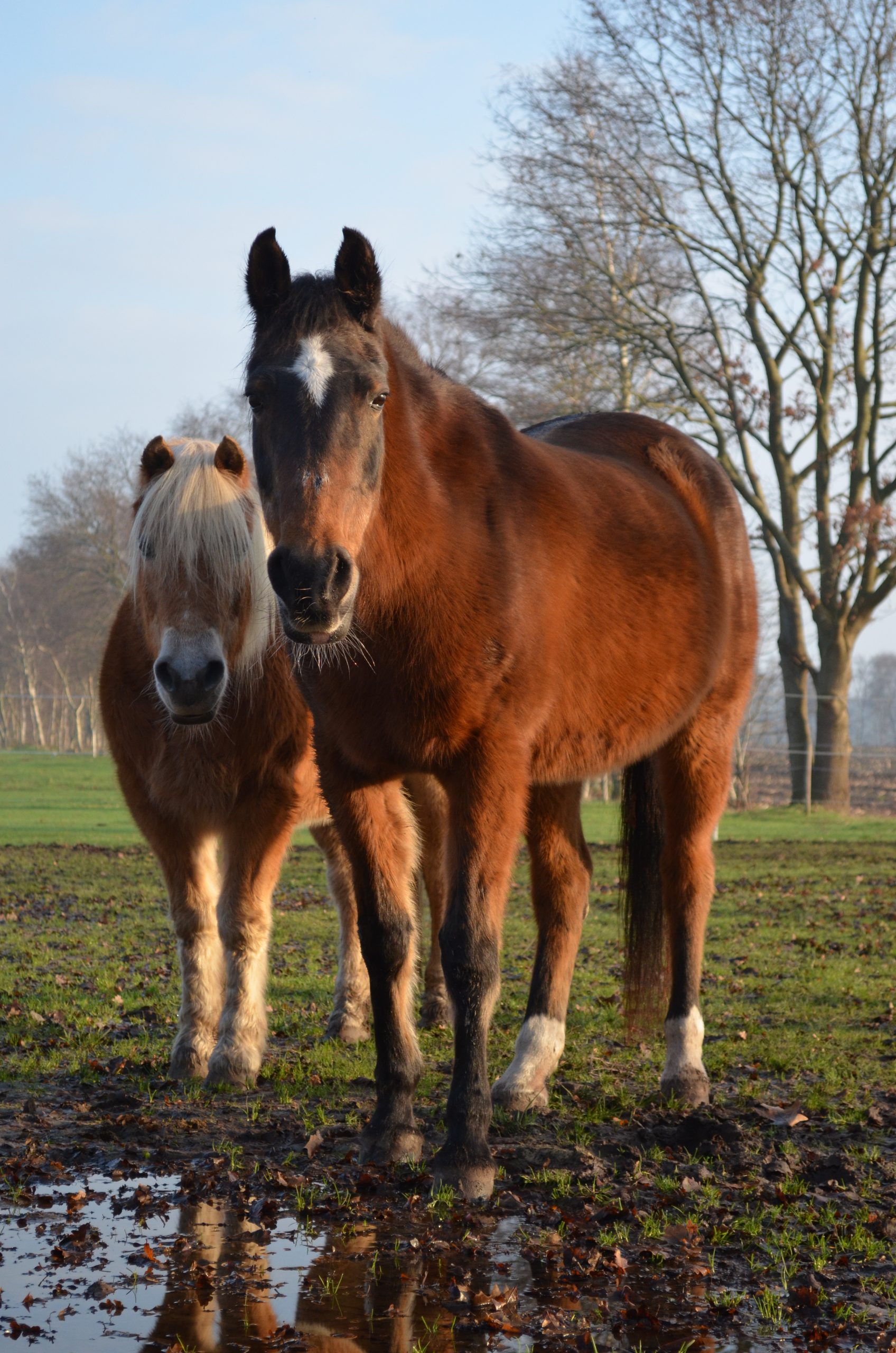 Haflinger Maika und Shagya-Araber Samira