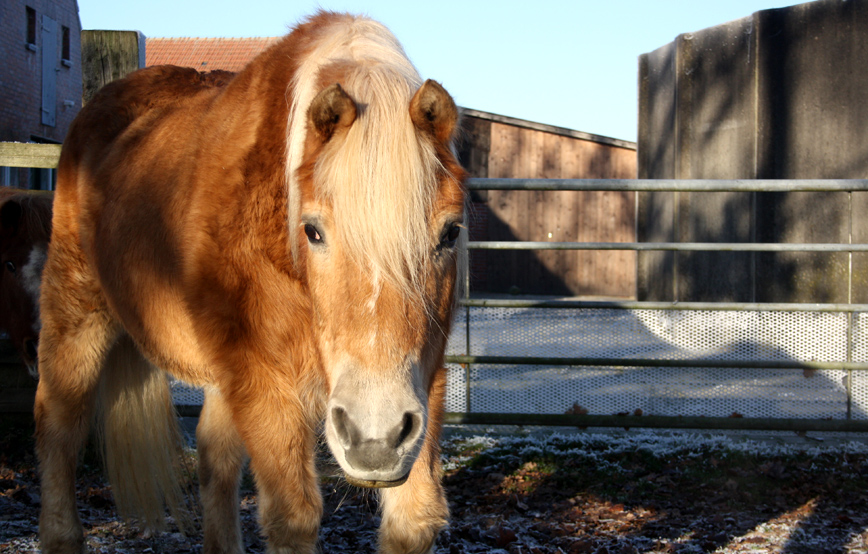 Pferd maika vor zaun