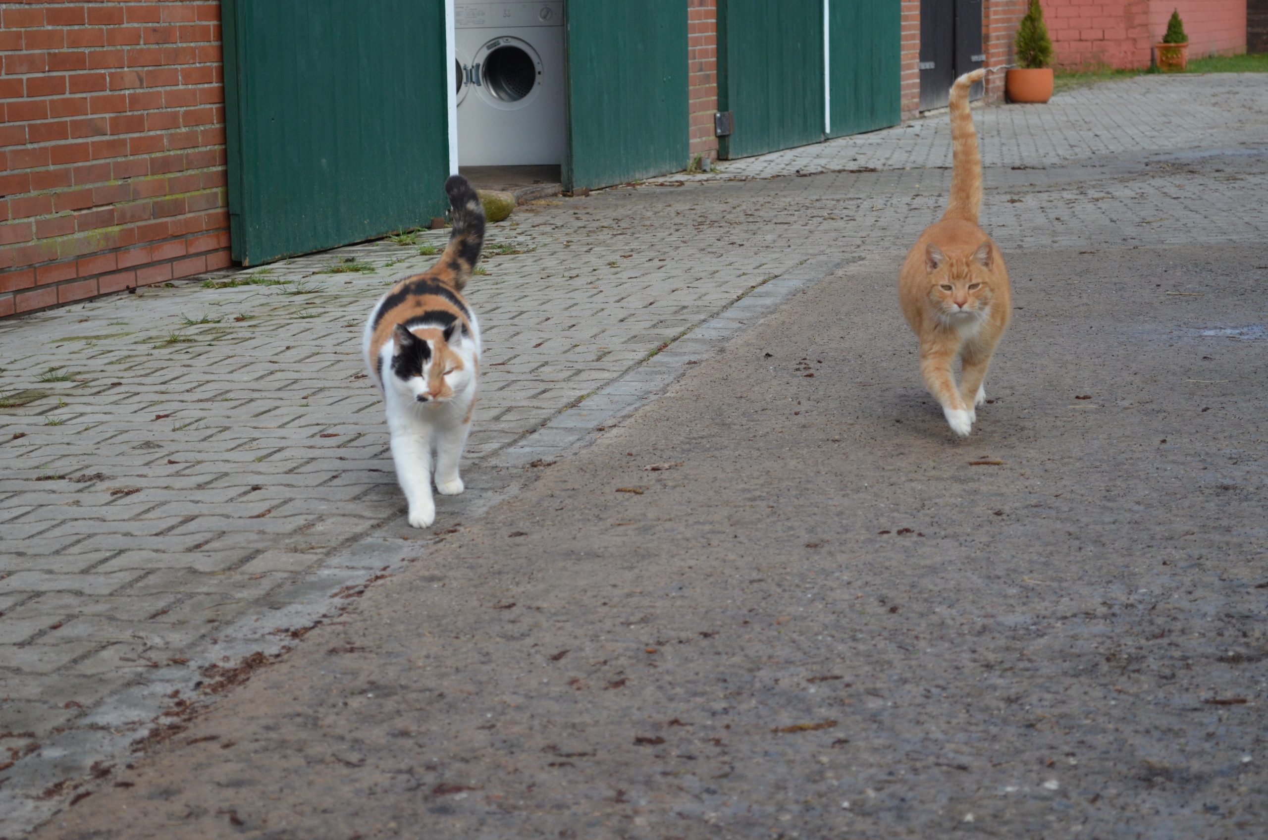 Katze Sonnie und ihr Katzenkumpel