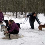 hw300001-150x150 Tierheim-Hundewanderung 2013