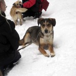 hw300005-150x150 Tierheim-Hundewanderung 2013