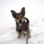 hw300010-150x150 Tierheim-Hundewanderung 2013