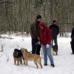 hw300011-150x150 Tierheim-Hundewanderung 2013
