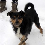 hw300014-150x150 Tierheim-Hundewanderung 2013