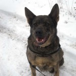 hw300017-150x150 Tierheim-Hundewanderung 2013