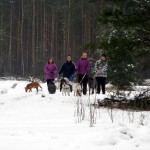 hw300018-150x150 Tierheim-Hundewanderung 2013