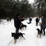 hw300019-150x150 Tierheim-Hundewanderung 2013