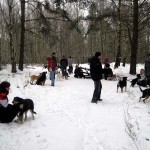 hw300021-150x150 Tierheim-Hundewanderung 2013