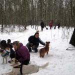 hw300027-150x150 Tierheim-Hundewanderung 2013