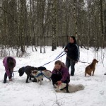 hw300029-150x150 Tierheim-Hundewanderung 2013