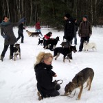 hw300034-150x150 Tierheim-Hundewanderung 2013