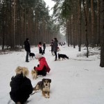 hw300035-150x150 Tierheim-Hundewanderung 2013