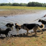 hw400008-150x150 2. Tierheim-Hundewanderung 2013