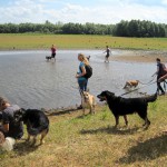 hw400011-150x150 2. Tierheim-Hundewanderung 2013