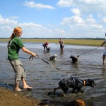 hw400013-150x150 2. Tierheim-Hundewanderung 2013